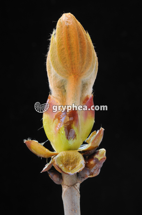 Marronnier - Débourrement d'un bourgeon  - gryphea.com